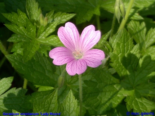 Geranium oxonianum 'Lady Moore'